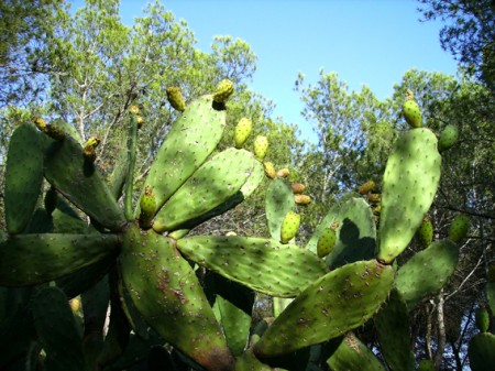 Cactus