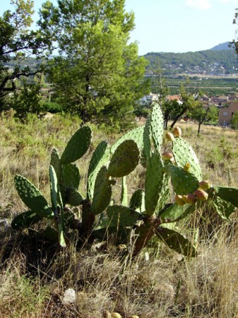 Cactus
