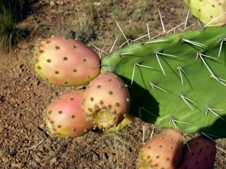 Chumbos