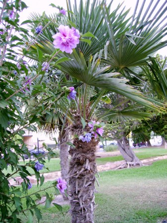Hibiscus & palmier