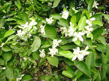 Fleurs d'oranger