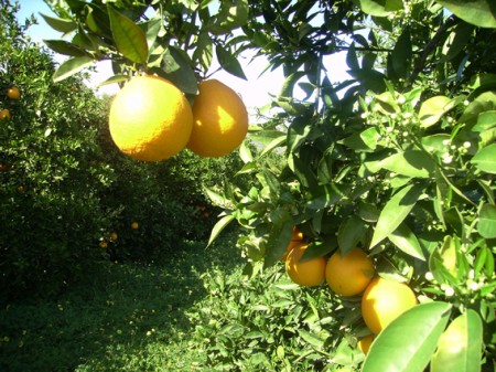 Oranges