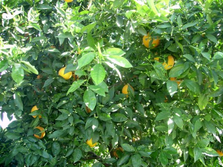 Orangers
