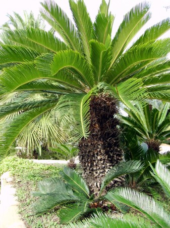 Palmier
