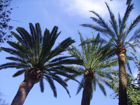 Palmiers dans le ciel