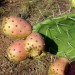 Chumbos