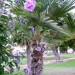 Hibiscus & palmier