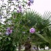 Hibiscus & Palmier