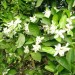 Fleurs d'oranger