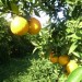 Oranges