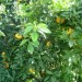 Orangers