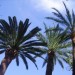 Palmiers dans le ciel